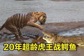 虎王活了20年，远超其他老虎的寿命，猎杀鳄鱼犹如探囊取物！