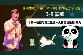 基础生物学3-6.1 性征＋男性性腺