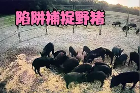 这个猎人不一般，用玉米粒简单制作陷阱，轻松捕获近30头野猪视频封面