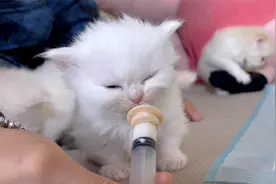 小奶猫为什么闭着眼喝奶，是太用力还是喝困了？