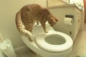 这猫成精了！自己上马桶方便又自己冲水，猫砂都省了视频封面