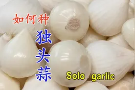 如何种独头蒜 最关键的几点是什么视频封面