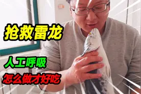 50多厘米铅笔雷龙跳缸暴毙，挽回生命用上人工呼吸，说怎么做好吃