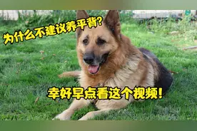 为什么不建议养平背德牧，看完这个视频，网友：幸好早点刷到！视频封面