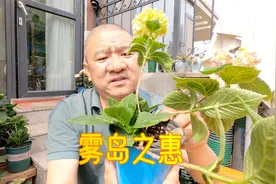 小小绣球花“雾岛之惠”有什么值得珍爱？与无尽夏有什么相似？视频封面