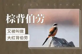 棕背伯劳——又被叫做大红背伯劳