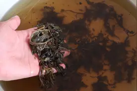 艾草放水里泡一下，太厉害了，解决家家户户的大难题，方法真好