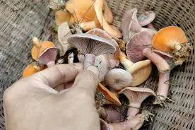 今天采到了我最爱吃的南瓜菌，网友说这是全网最干净最好看的菌子