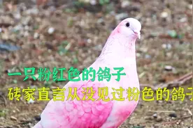 一只粉红色的鸽子，是基因突变，还是人为染色的视频封面
