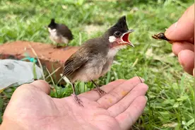 捉蝗虫喂小鸟，飞来两只红耳鹎认错鸟宝宝，在旁边不停地叫唤