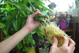 生活大百科之养富贵竹，这个部位剪一刀，15天后新芽噗噗冒视频封面