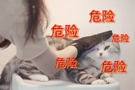 达咩！我家的猫咪是怎么秃的？视频封面