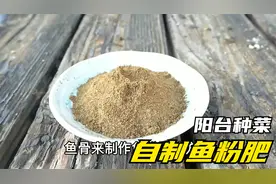 肥料不要买了，教大家用鱼骨制作鱼粉肥，种菜用它能省不少钱视频封面