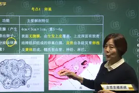 临床-女性生殖系统解刨02内生殖器04卵巢的功能和主要解刨特征视频封面