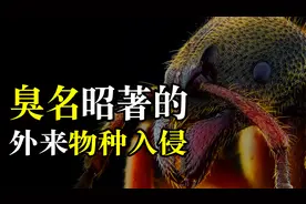 臭名昭著的物种入侵，为祸中国十余年，损失上千亿至今仍无法根除视频封面
