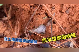 野外发现野生蜜蜂，通体金黄色，巢穴在土里面，原来是黑盾胡蜂