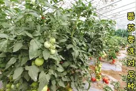 番茄自封顶与无限性对比，差别实在太大了，想种好番茄要选对品种