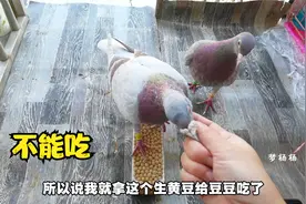 养鸽子你不知道的事情，这3种粮食不能单独给鸽子吃，你知道吗？