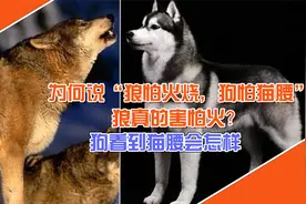 为何说“狼怕火烧，狗怕猫腰”，狼真的害怕火？狗看到猫腰会怎样视频封面