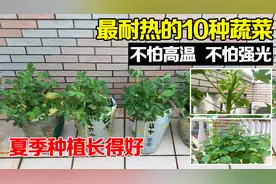 最耐热的10种蔬菜，不怕强光、不怕高温，夏天播种也能长得好！视频封面