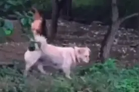 世界万物皆灵性！四川一女子近嫁回婆家，娘家狗子每天登门看望视频封面