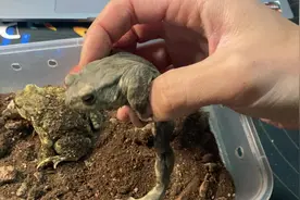 侥幸存活的中华大蟾蜍