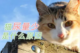 猫尿量少是什么原因视频封面
