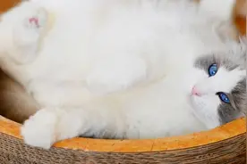 【布偶猫】绝世神颜公主猫，眼睛里有星星在闪耀！视频封面