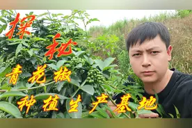 拍五袋送五的鲜青花椒能吃吗？从江津花椒基地采摘开始全程揭秘视频封面