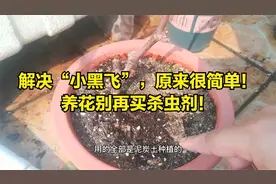 解决“小黑飞”，原来很简单！养花别再买杀虫剂！视频封面