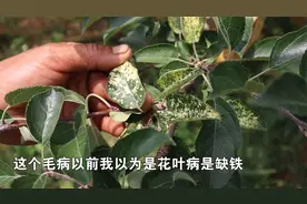 打药不好使，施肥没效果，花叶病该怎么解决？
