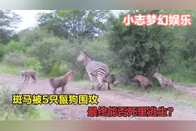 斑马被5只鬣狗围攻，拼死挣扎绝不轻易认输，最终能否死里逃生？视频封面
