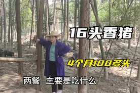 农村大姐养殖香猪，16头母猪4个月时间发展到100多头视频封面