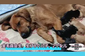 屠宰场救回来的金毛，真是会生，竟然生了8个儿子2个女儿视频封面
