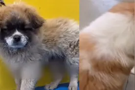 大爷带自家“小黑狗”去洗澡  洗完变白狗拒绝相认 最终接受事实视频封面