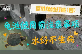 室外龟池打造 (四) | 学会这招，水质好、龟龟不生病！
