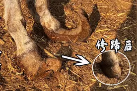 两个驴蹄像翘起的空心牛角，剪掉它换小号“皮鞋”真解压！