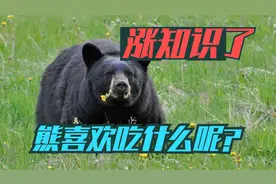 涨知识了，熊喜欢吃什么呢？