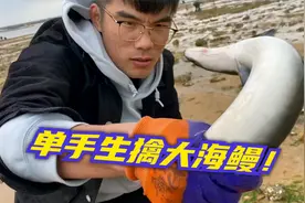 沙滩上两条游离的大海鳗！表弟单手生擒大海鳗！视频封面