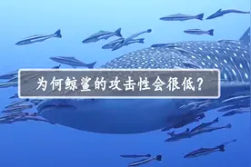 体型庞大的鲸鲨，为什么攻击性会很低呢？