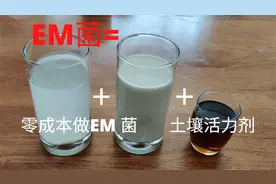 自制EM菌  在家零成本制作EM菌  土壤活力剂 实现免耕种植视频封面