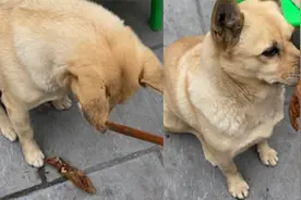 女子给中华田园犬喂吃的，放到嘴边都不张口，扔地上秒吃网友泪目