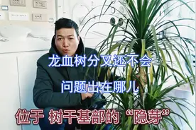 促进龙血树分叉方法还不会网友：问题出在哪儿
