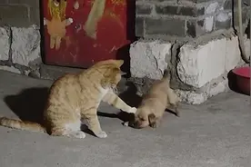 小狗刚满月被抱回家 跟大猫打招呼遭“摸脸杀”视频封面