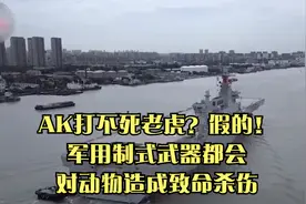 AK打不死老虎？假的！军用制式武器都会对动物造成致命杀伤