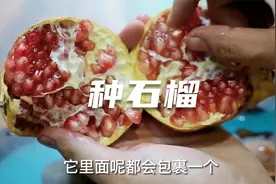 石榴籽也能种盆栽？园艺师教你，吃石榴别扔籽，撒点土种成大盆景