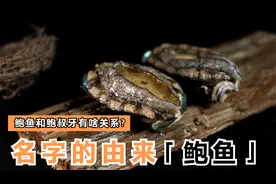 提到山珍海味，我们都会想到鲍鱼，那鲍鱼的名字由来你知道吗？