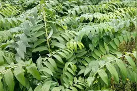 黄精种苗—黄精栽种—黄精种植管理技术详解视频封面