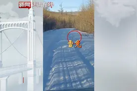 紫貂猎食雪兔，保护动物一个也不能少！视频封面