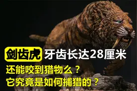 长牙可达28厘米，张开嘴能抵到了下颚，剑齿虎究竟是如何捕猎的？视频封面